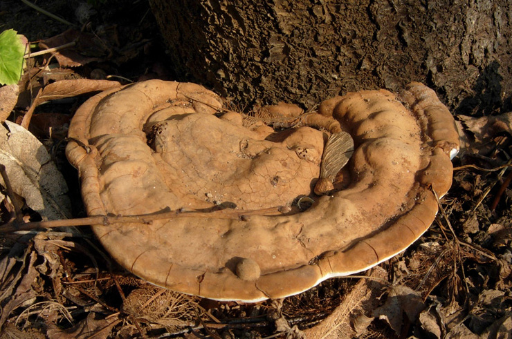 Funghi dal mio giardino (Phellinus punctatus)